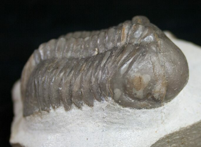 Struveaspis Trilobite From Jorf - Unique Shell Color #9249